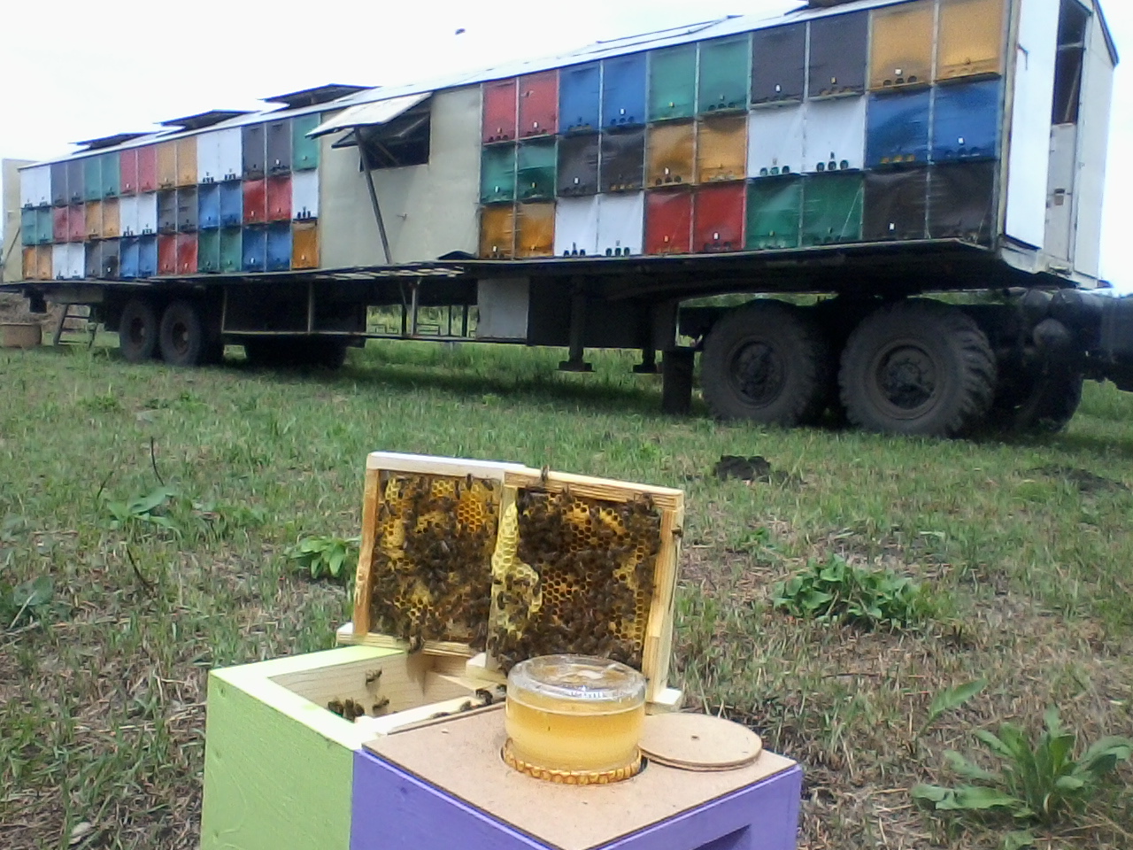 Обсудили развитие пчеловодства в Кантемировском районе.